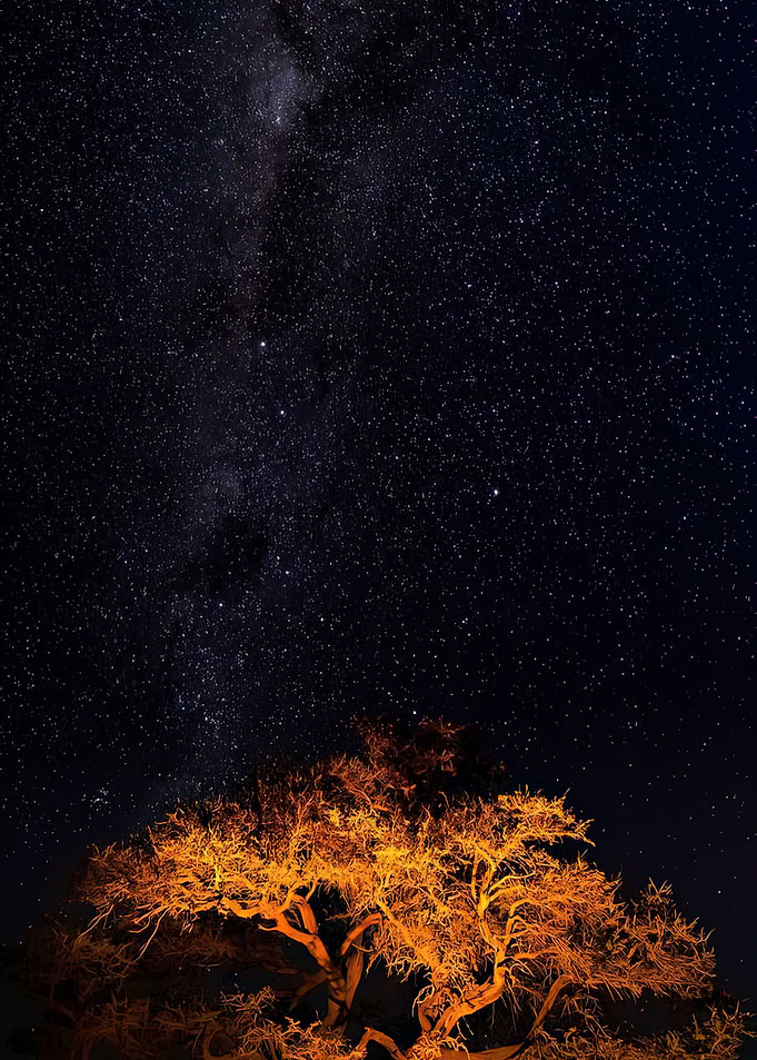Starry Night with Illuminated Tree