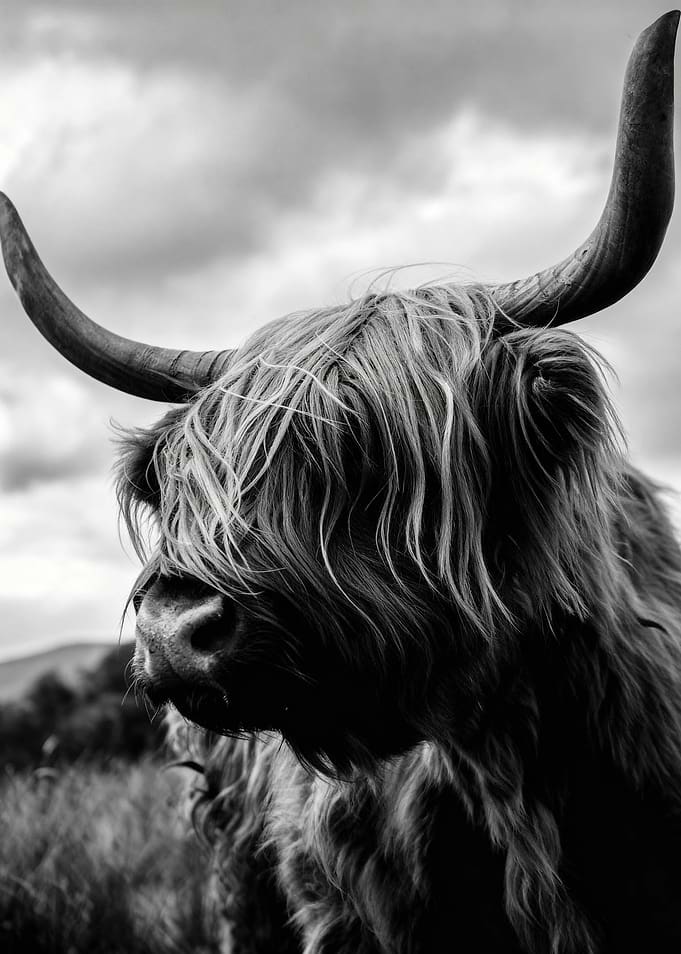 Highland Cow Portrait in Black and White