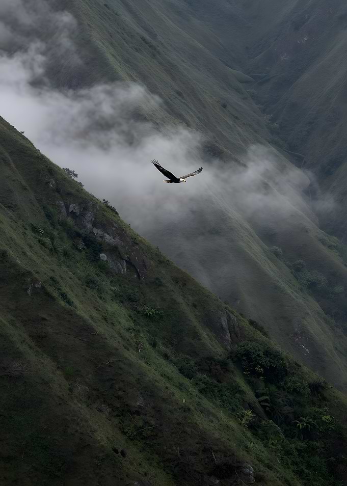 Eagle, misty mountain range