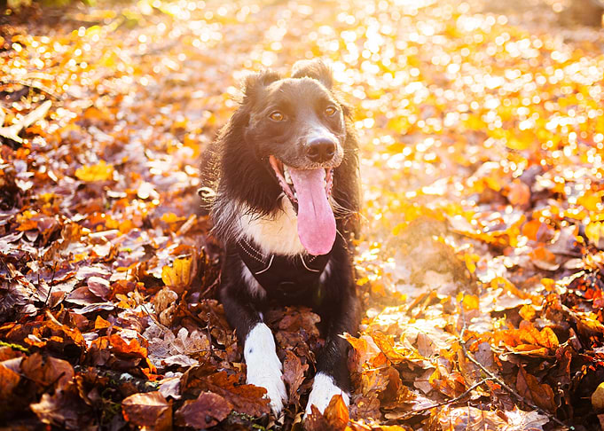 Happy Dog in Autumn Leaves