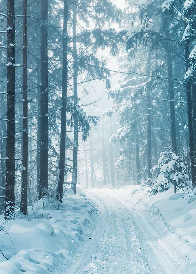 Snowy Forest Path