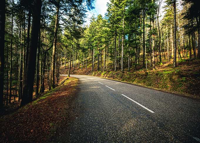 Road Through Forest