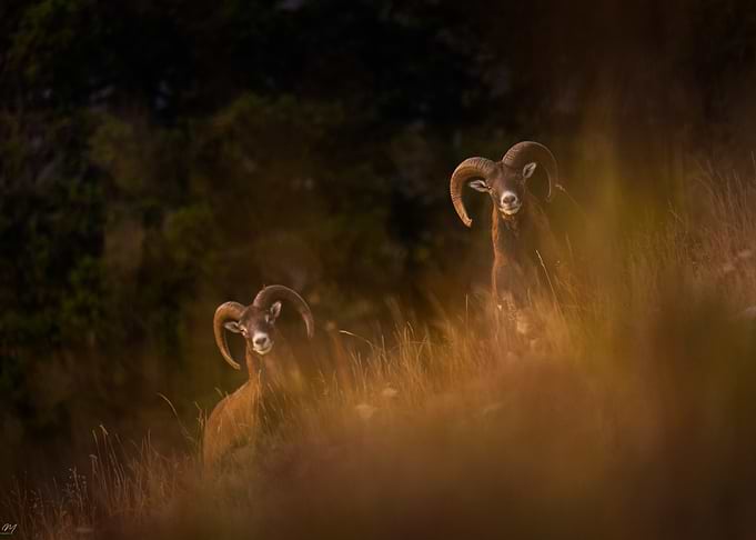 Two Mouflon Rams in Grassy Field