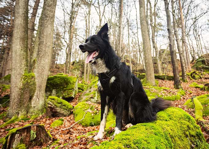 Dog in Forest