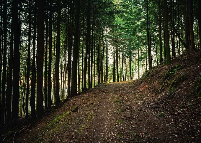 Forest Path