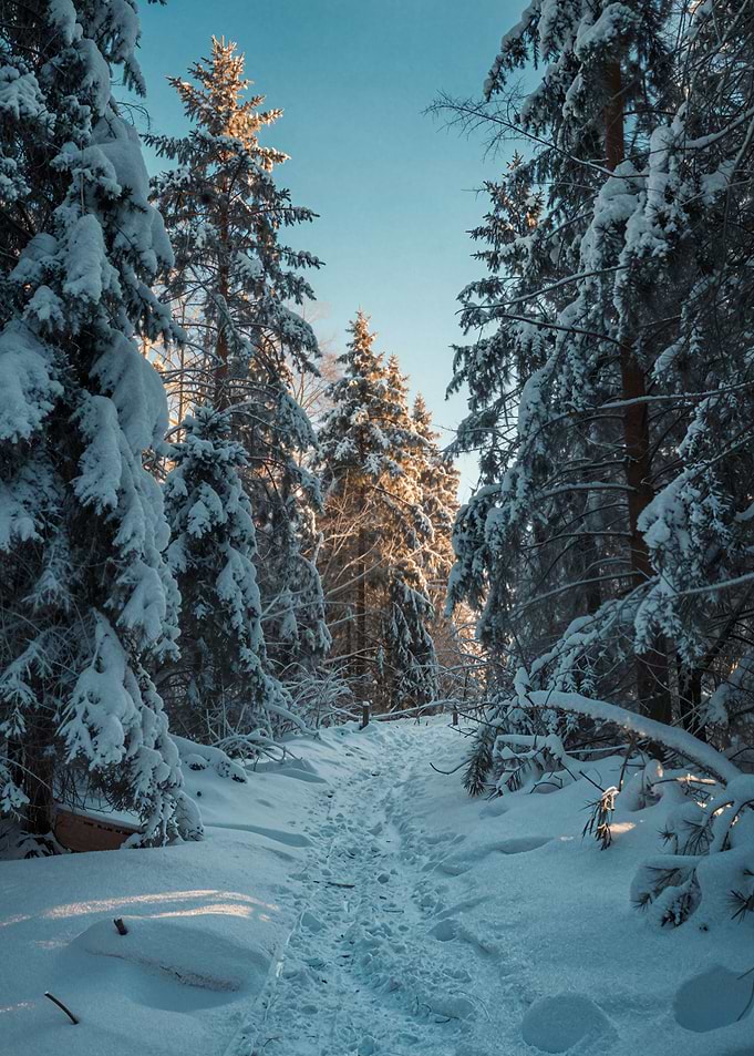 Snowy Forest Path