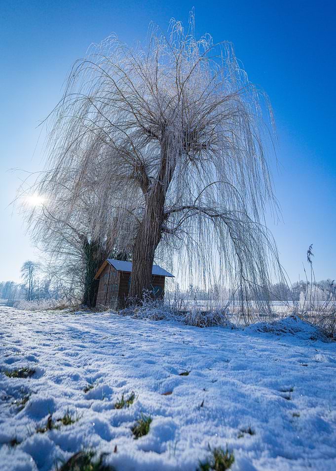 Winter Silence Beneath the Willow