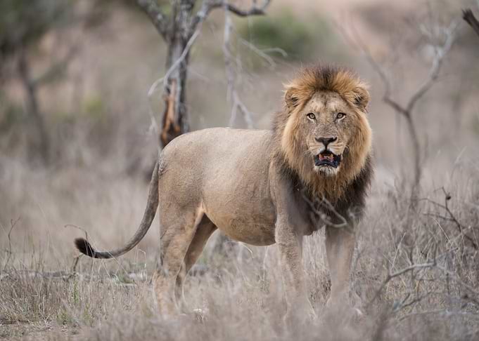Majestic Lion Portrait in the Wild