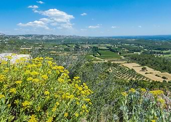 Photography of Scenic Landscape with Yellow Flowers