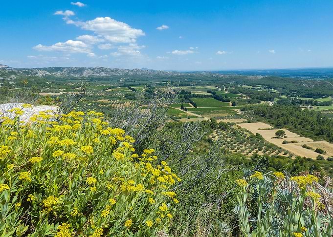 Photography of Scenic Landscape with Yellow Flowers