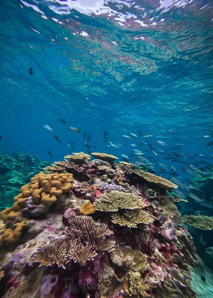 Underwater Coral Reef with Fish