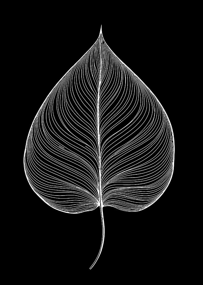 Leaf Line Art on Black