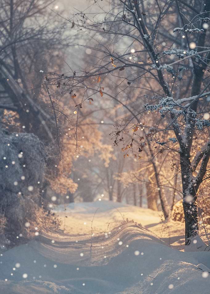 Snowy Winter Path