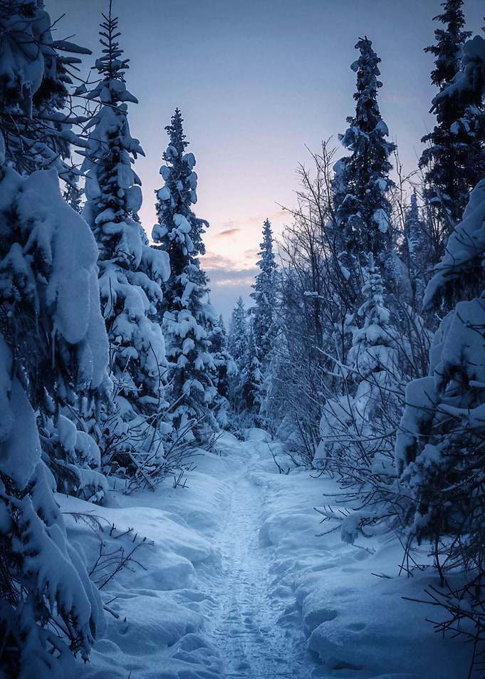 Snowy Path Through Winter Forest