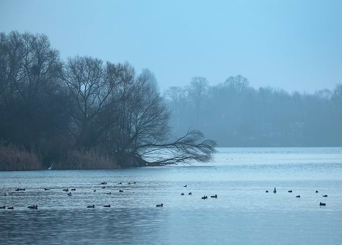 Misty Lake with Ducks and Trees