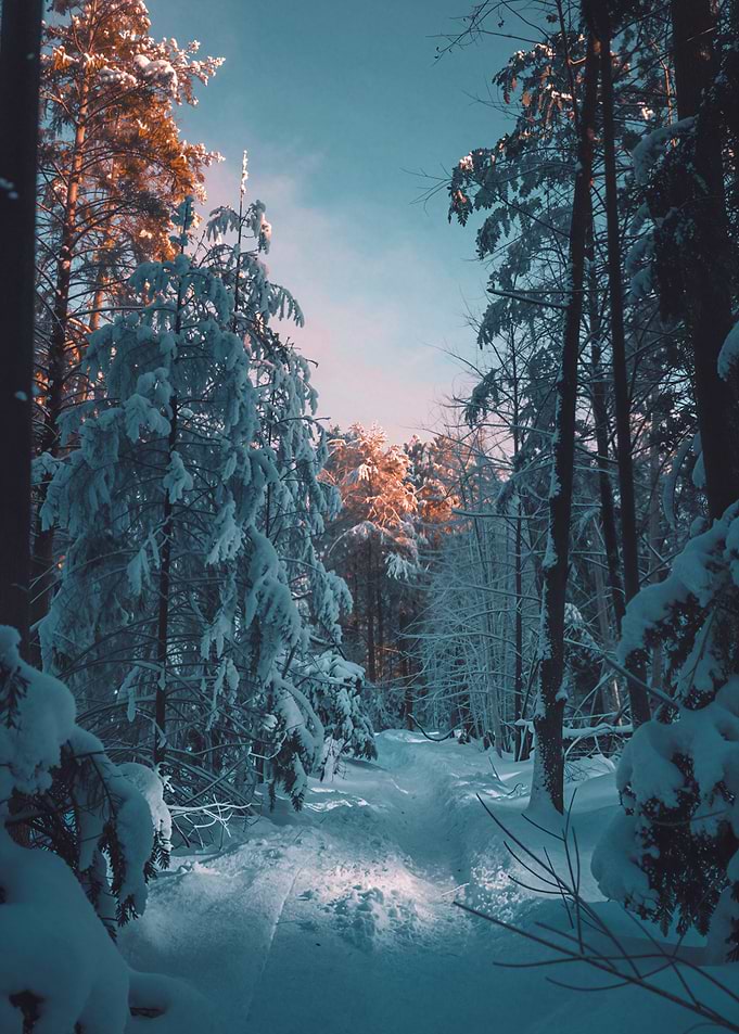 Snowy Forest Path