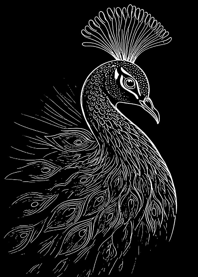 Elegant White Peacock on Black Background