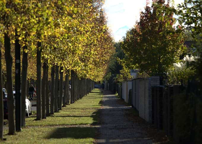 Tree-lined Path in Autumn
