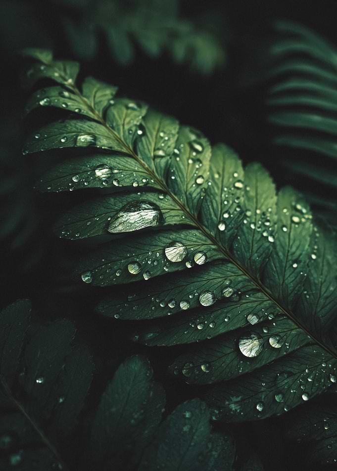 Fern Frond with Water Droplets