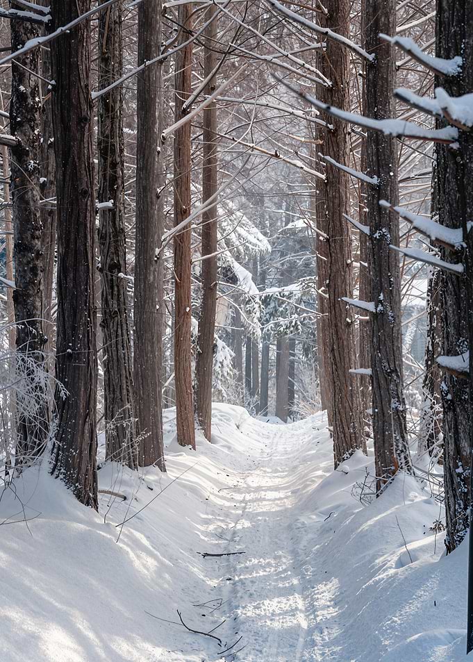 Snowy Forest Path