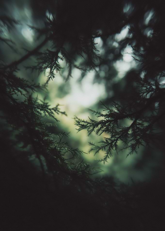 Dark Green Forest Canopy