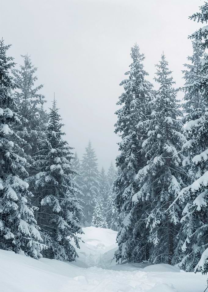 Snowy Forest Path