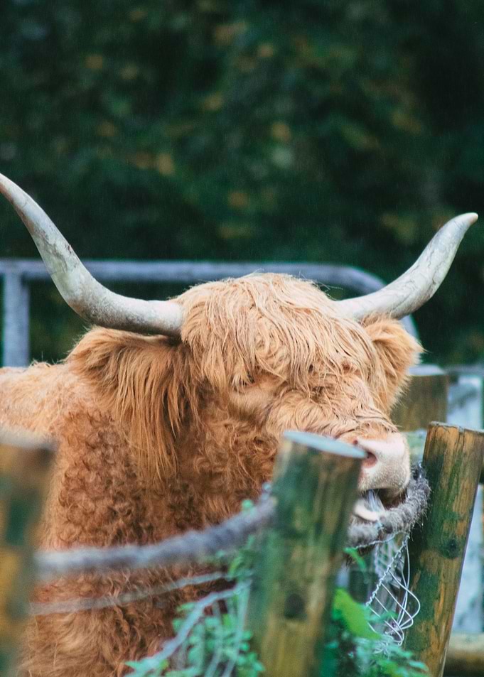 Highland Cow Portrait