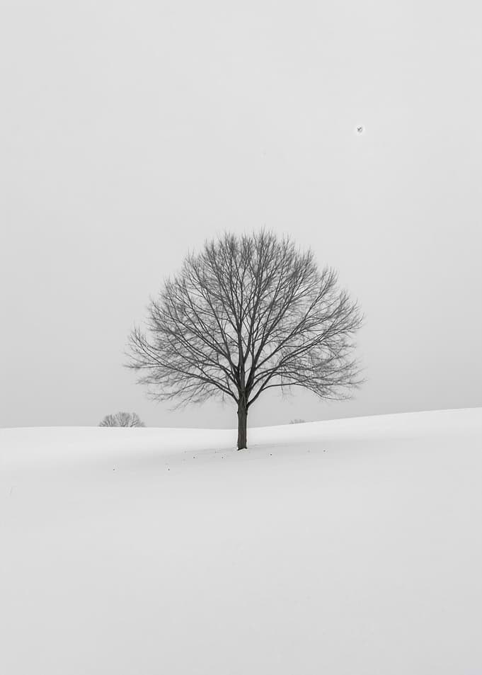 Solitary Tree in Winter