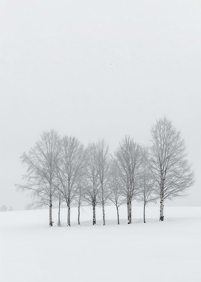 Winter Trees in a Snowy Field