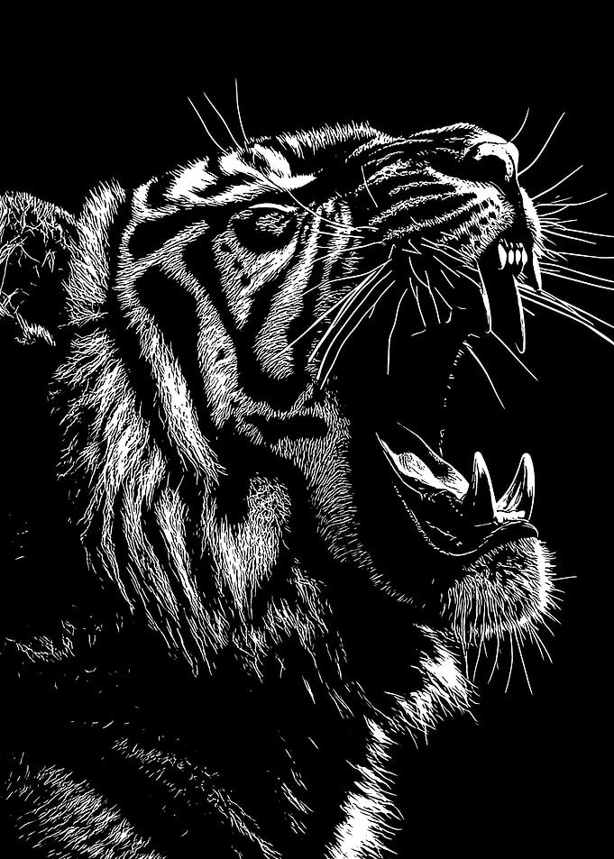 Roaring Tiger Black and White Illustration