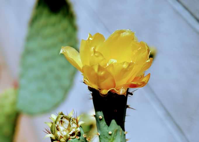 Yellow Cactus Flower Bloom