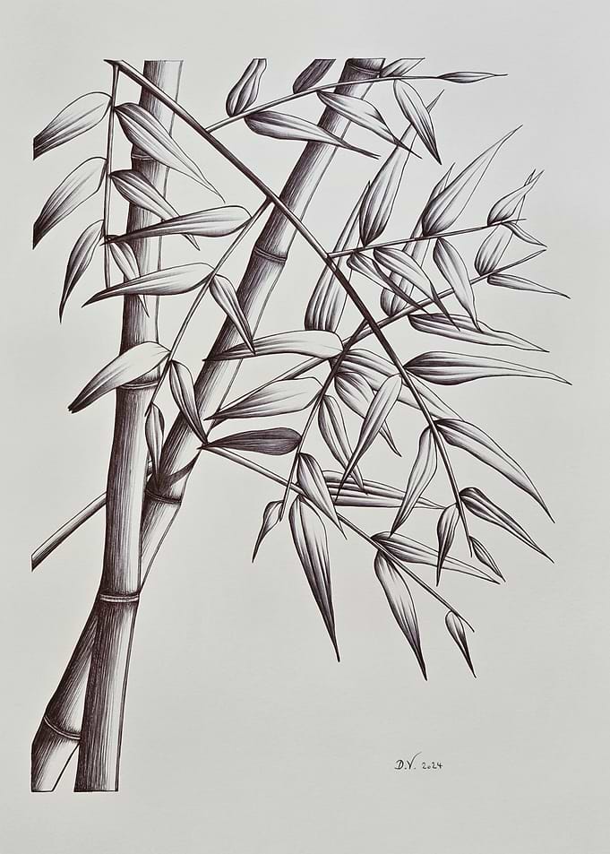Bamboo Stalks and Leaves's Ink Drawing