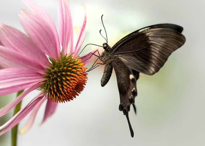 Butterfly on Pink Coneflower