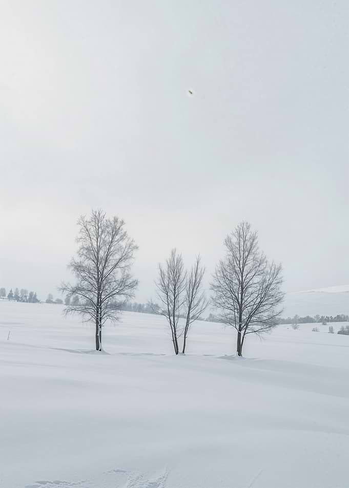 Winter Trees in Snowy Landscape