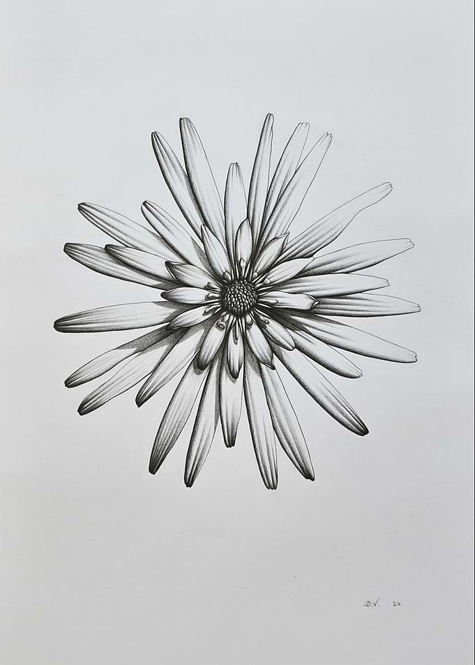Detailed Flower Graphite Pencil Drawing