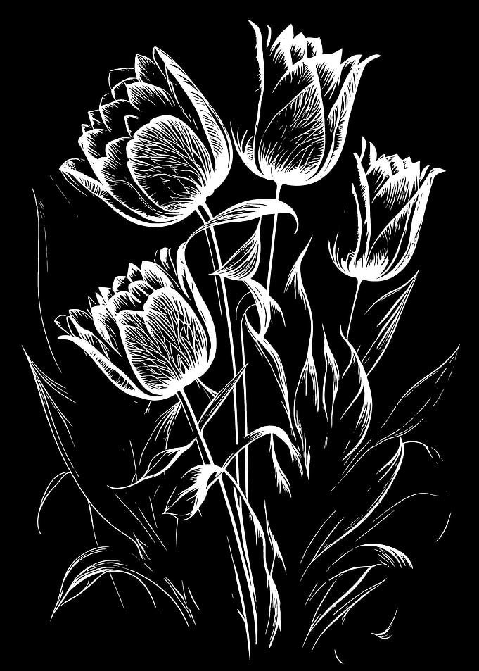White Tulips on Black Background