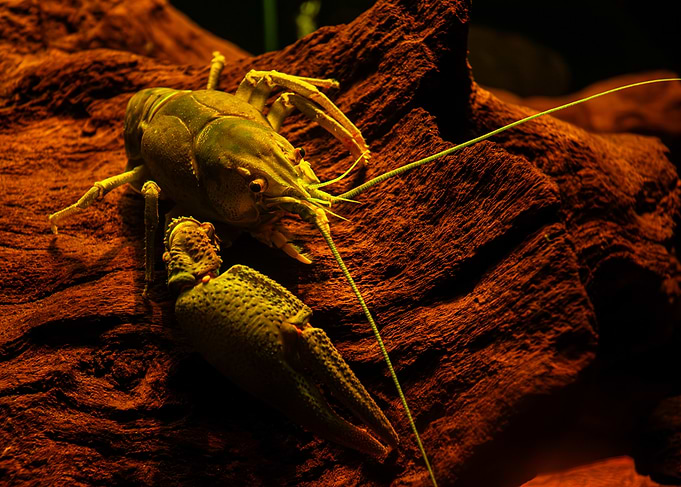 Crawfish on Wood