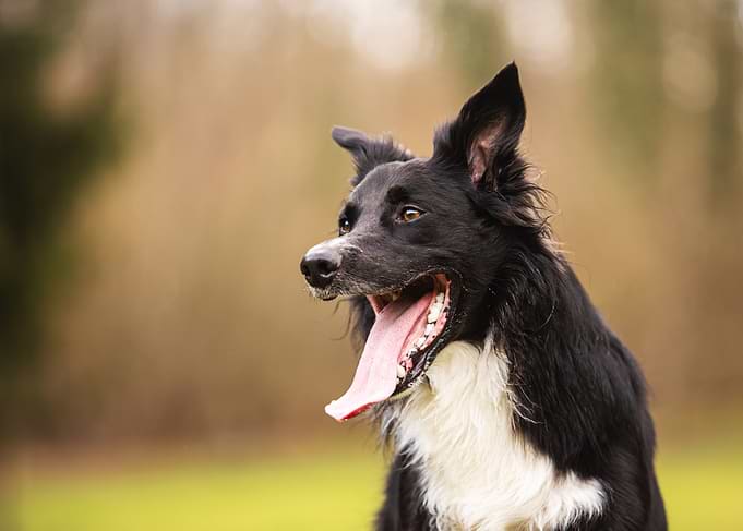 Happy Border Collie Portrait