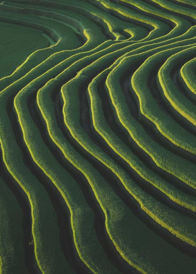 Green Terraced Fields
