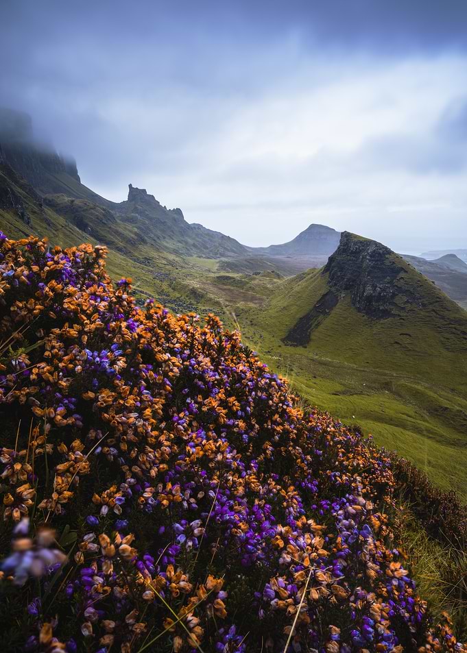 Scottish Highlands Landscape with Flowers