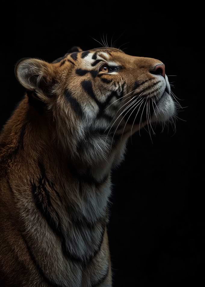 Tiger Wildlife Portrait on Black Background