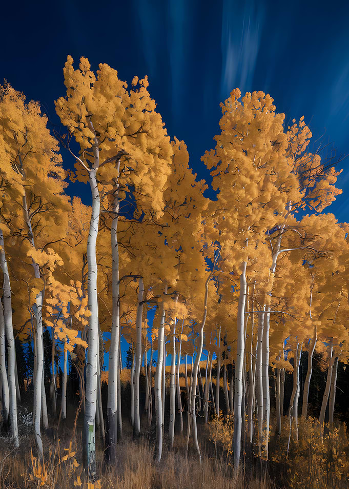 Autumn Aspens Against a Blue Sky