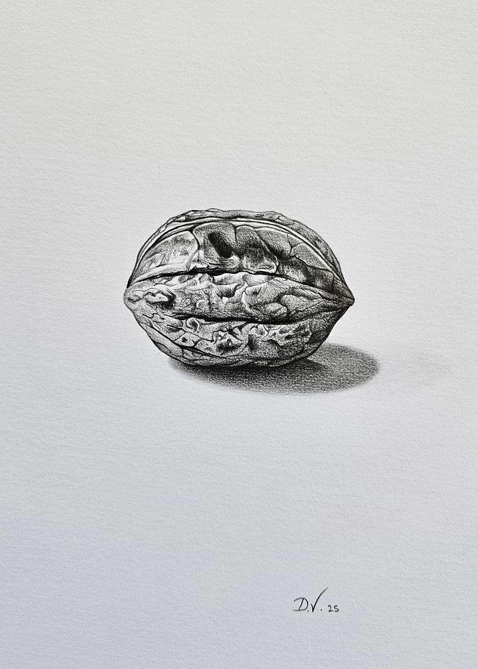 Walnut Still Life Realistic Drawing