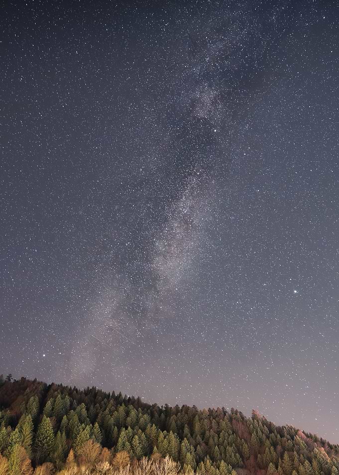 Milky Way over Forest