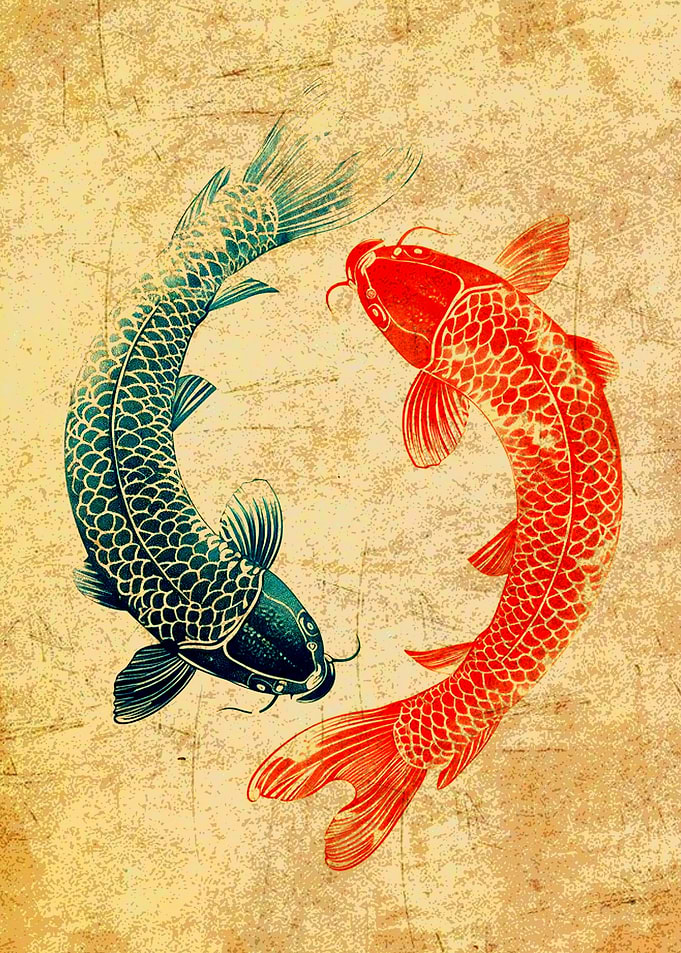Yin Yang Koi Fish Illustration
