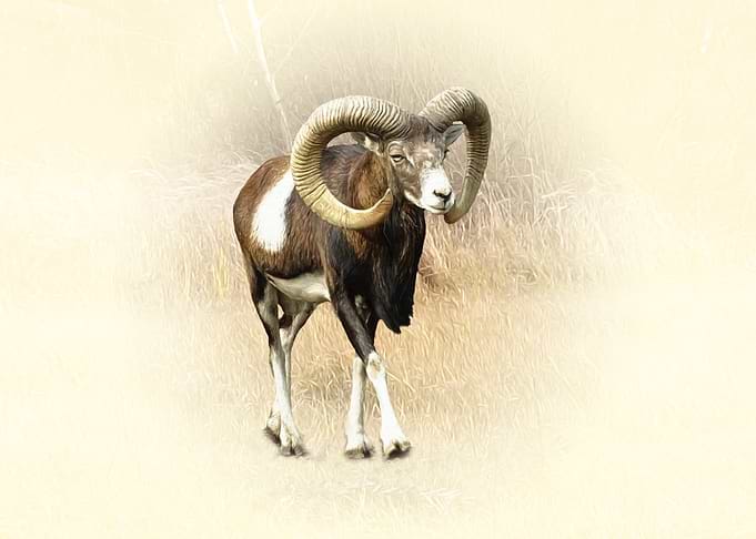 Majestic Mouflon Ram Portrait