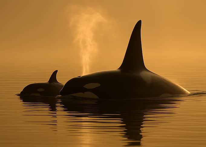 Orcas in Golden Light