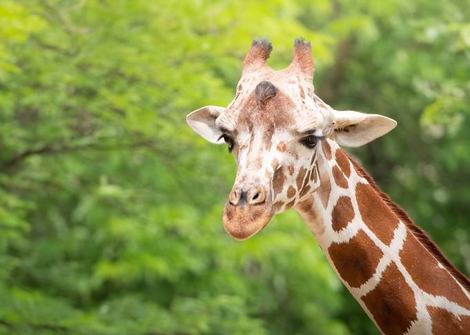 Giraffe Portrait