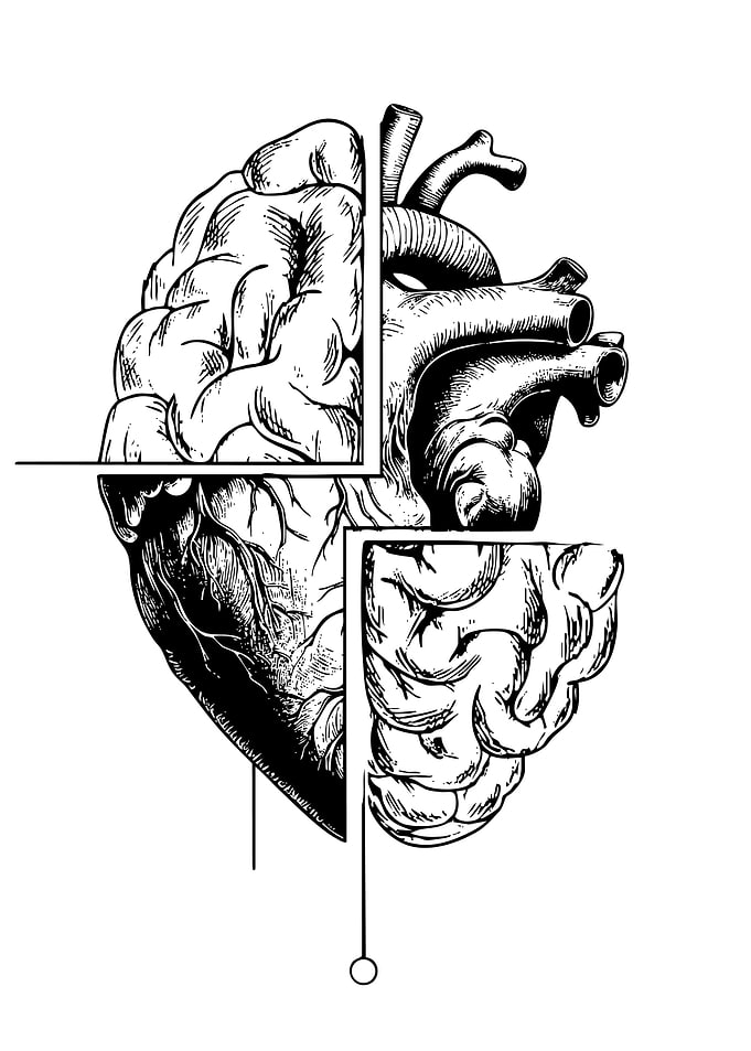 Brain and Heart Anatomy Illustration