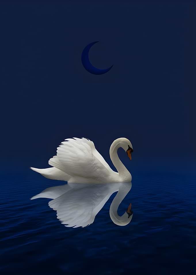 Swan on Water Under Crescent Moon